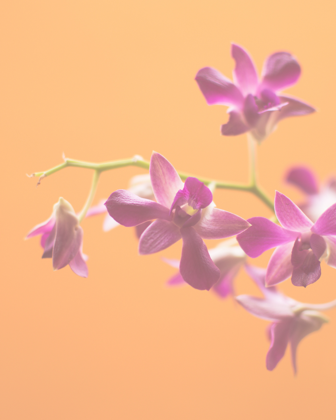 Taller anual: “Vivir en Gratitud…El agradecimiento como actitud de vida”